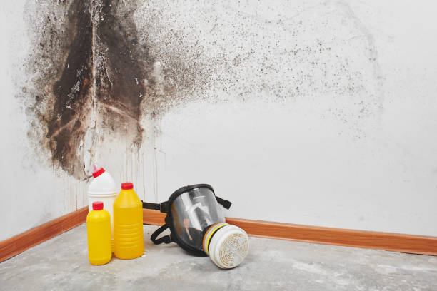 Best Attic Mold Removal  in Manti, UT