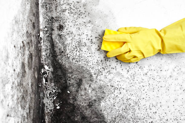 Certified Mold Removal in Manti, UT