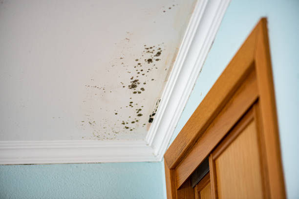Trusted Manti, UT Mold Removal Experts