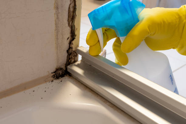 Best Mold Removal Company Near Me  in Manti, UT