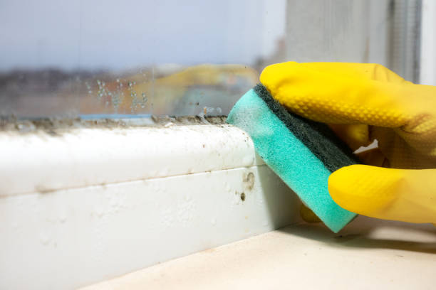 Best Emergency Mold Removal  in Manti, UT