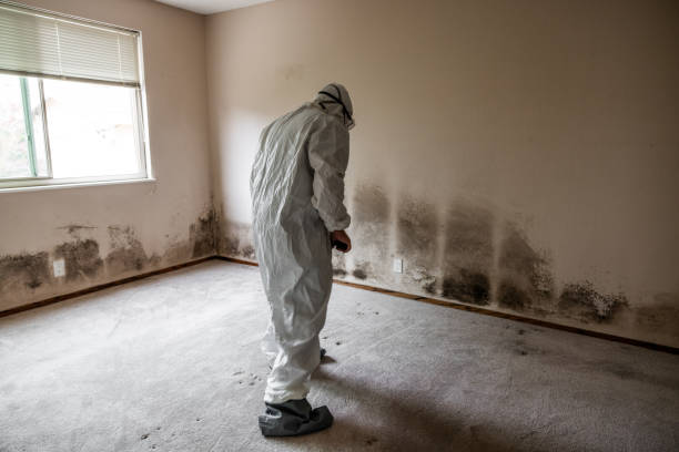 Best Affordable Mold Removal  in Manti, UT