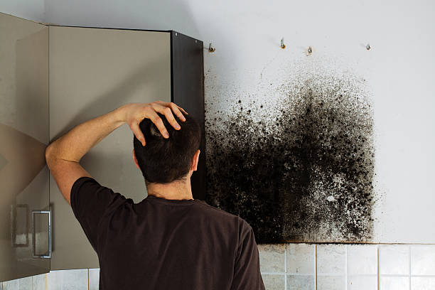 Best Best Mold Removal Companies  in Manti, UT